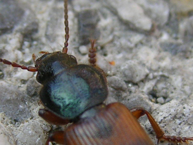 carabide non identificato: Gynandromorphus etruscus